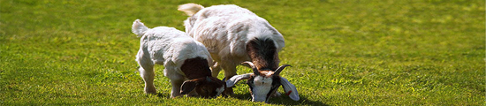 picture of grazing goats